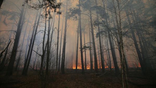 Не допустить пожаров в природных экосистемах